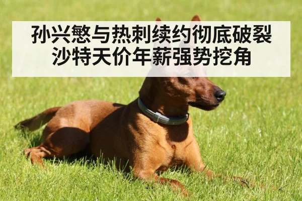 孙兴慜与热刺续约彻底破裂沙特天价年薪强势挖角
